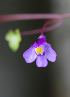 ムラサキサギゴケ