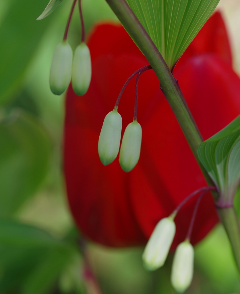なるこゆりと赤いチューリップ