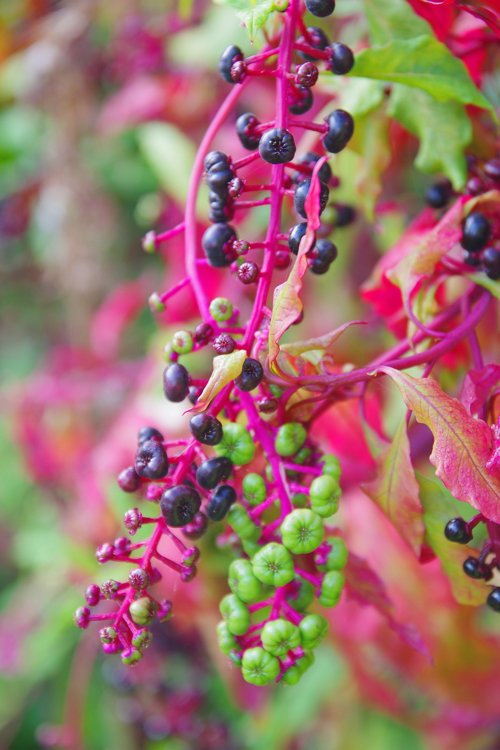 ヨウシュヤマゴボウ