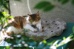 お昼寝　1