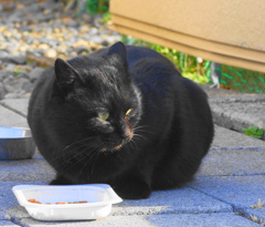 最近顔出しする黒い猫