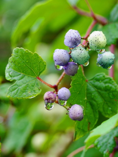 野ぶどう2