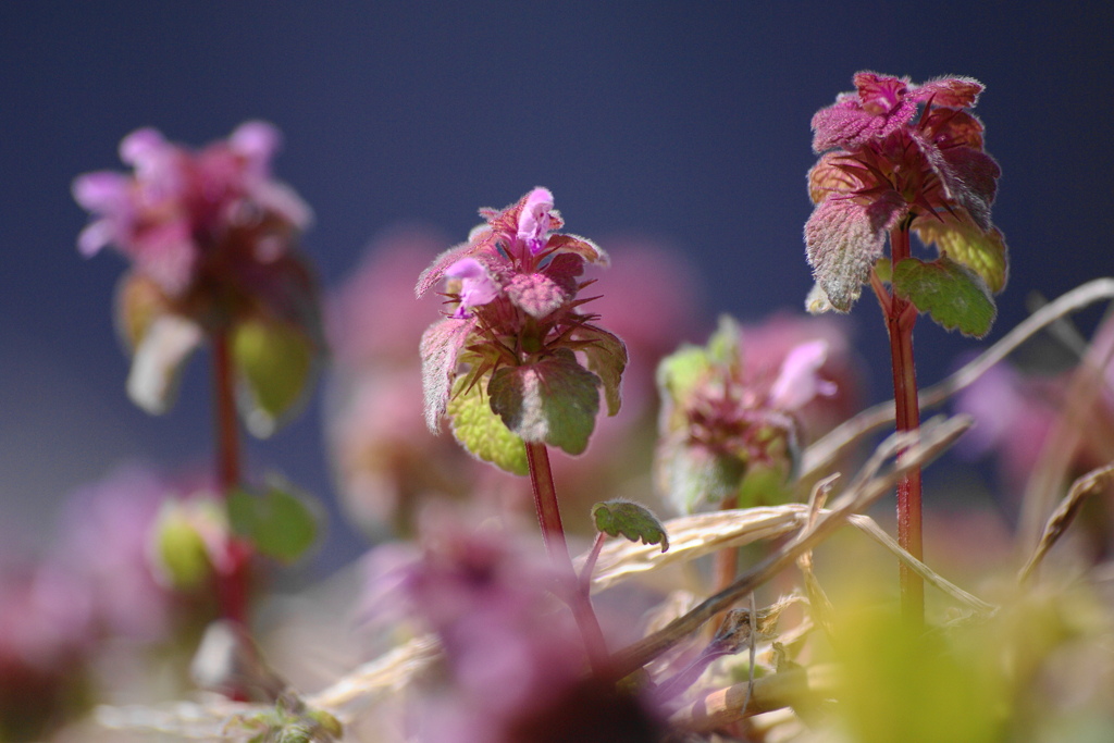 ヒメオドリコソウ