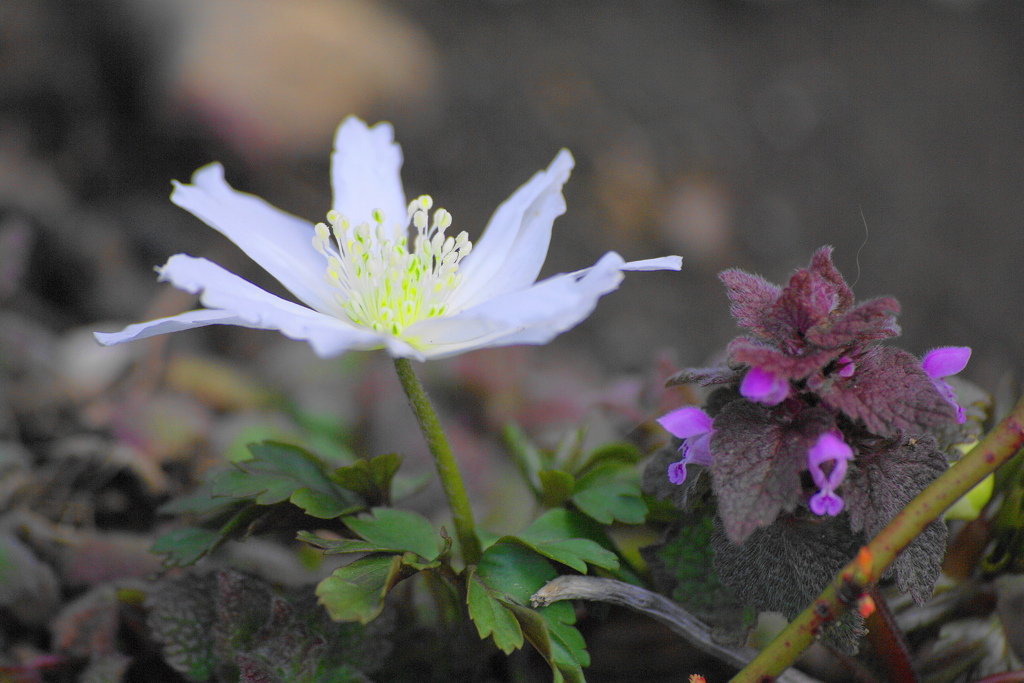 いちげとヒメオドリコソウ