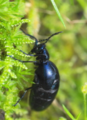 ヒメツキハンニュウ