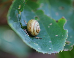 カタツムリ