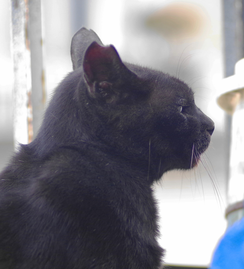黒猫