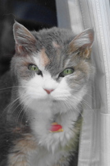 猫　1