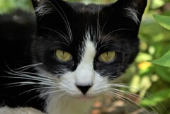 猫