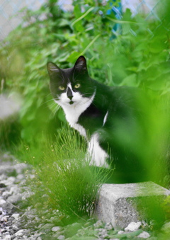 はなぐろちゃん