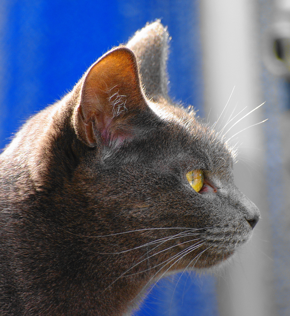 黒猫