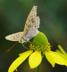 ミドリヒョウモン