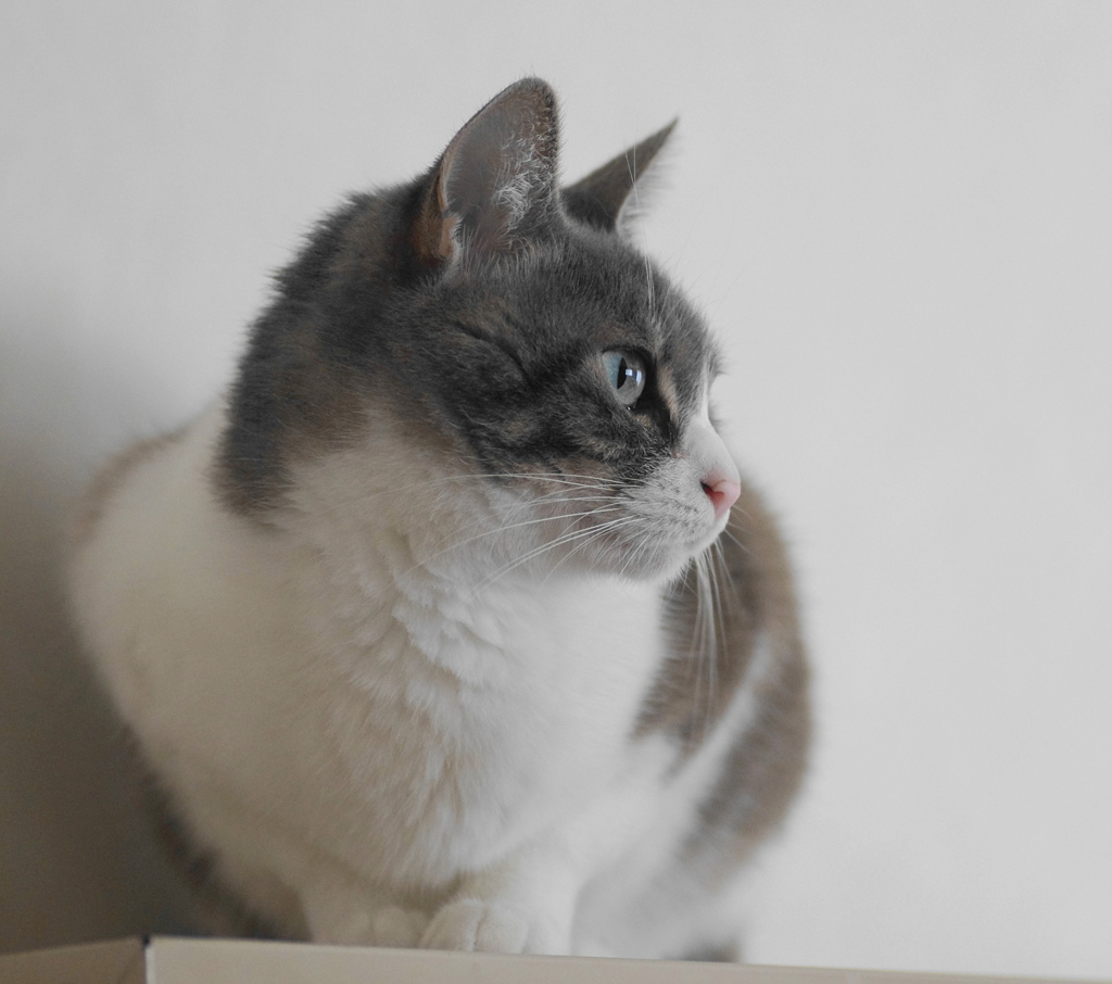 仔猫