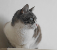 仔猫