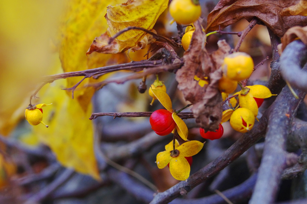 ツルウメモドキ