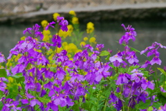 むらさきはなな 