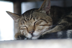 子猫