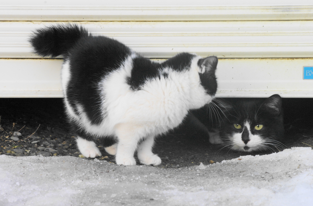 仔猫とお母さん