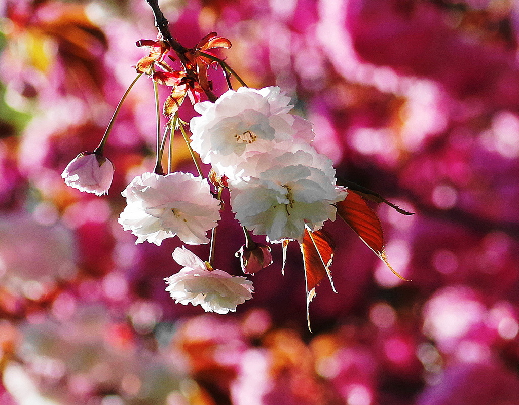 うこん桜