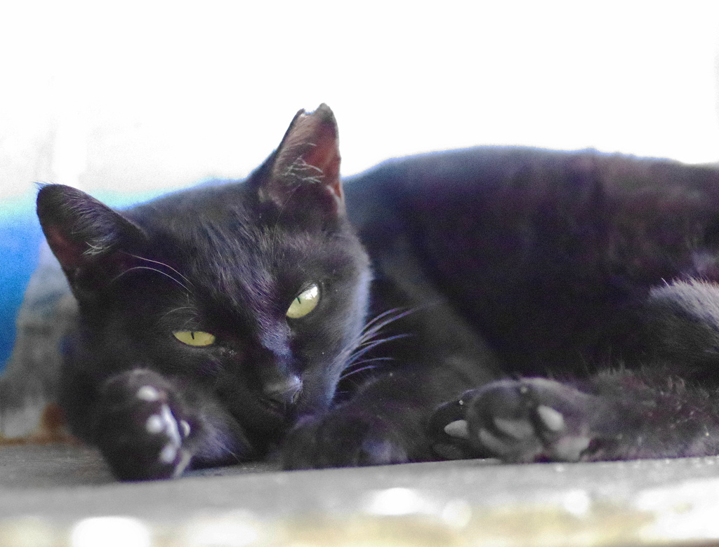 黒猫黒猫