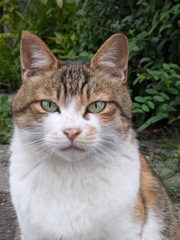 お母さん猫