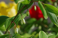 赤と黄色のチューリップ