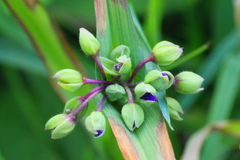 ムラサキツユクサ