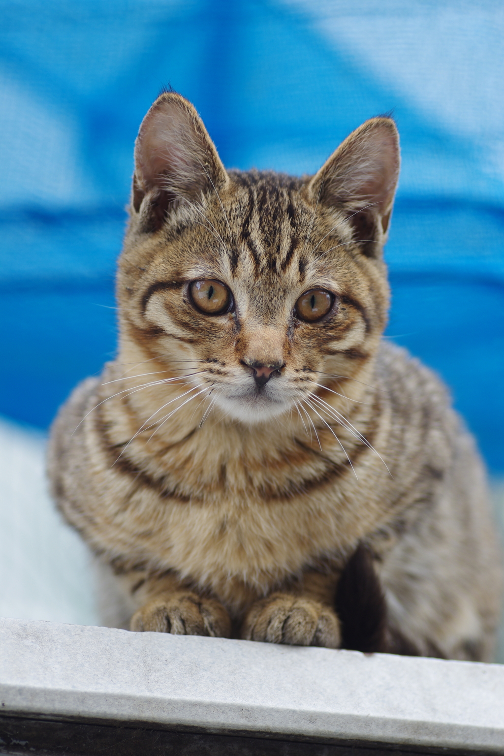 仔猫