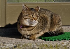 ねこ