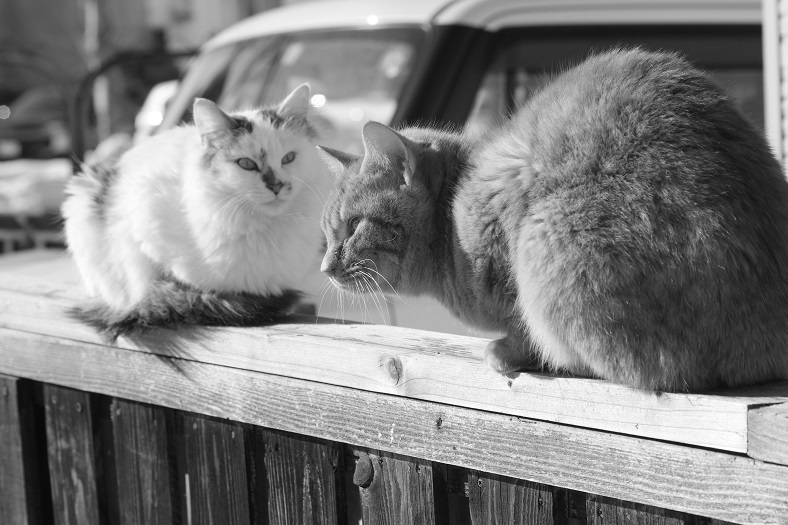 ふわちゃんとぐれちゃん