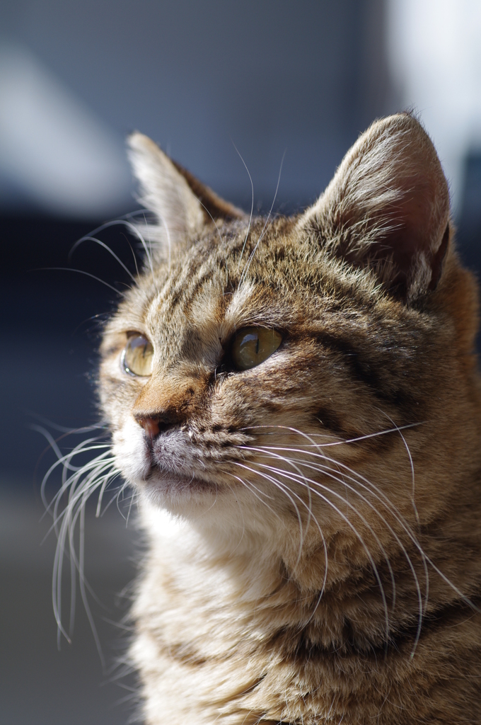 ねこ