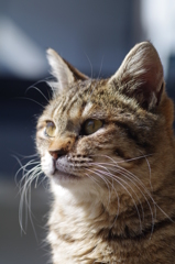 ねこ