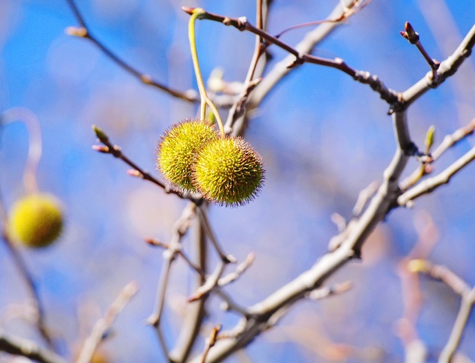 プラタナスの実