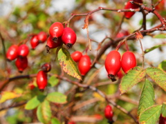 ローズヒップ ローズヒップ