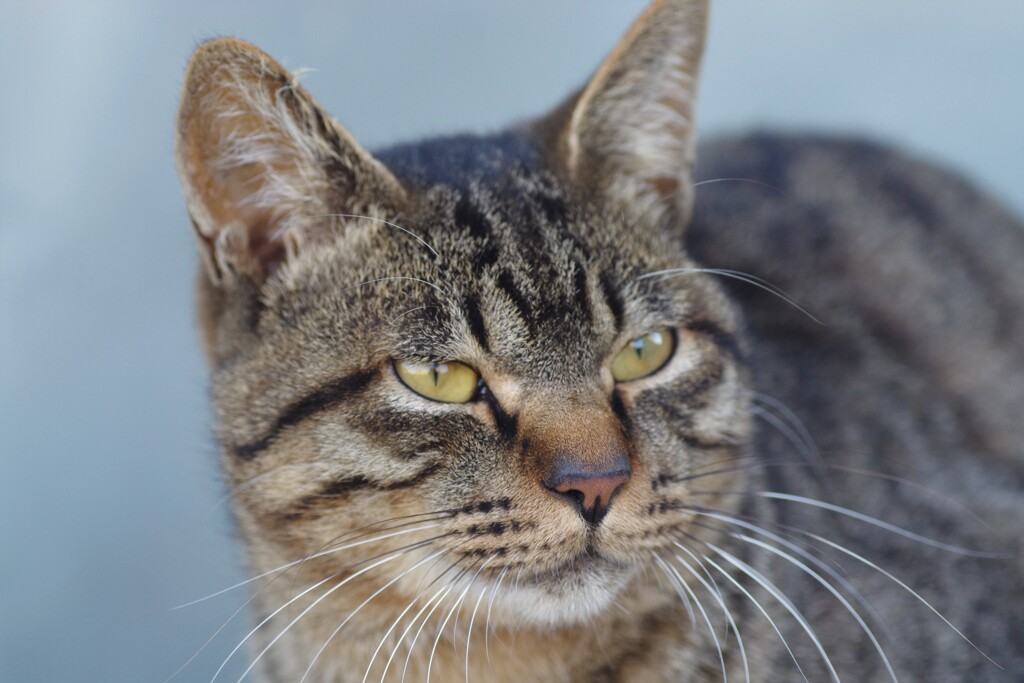 猫 2