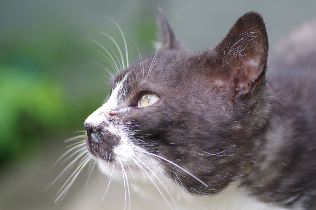 野良猫くろちゃん2