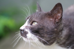 野良猫くろちゃん2