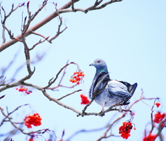 鳩とナナカマド