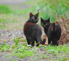 黒猫親子
