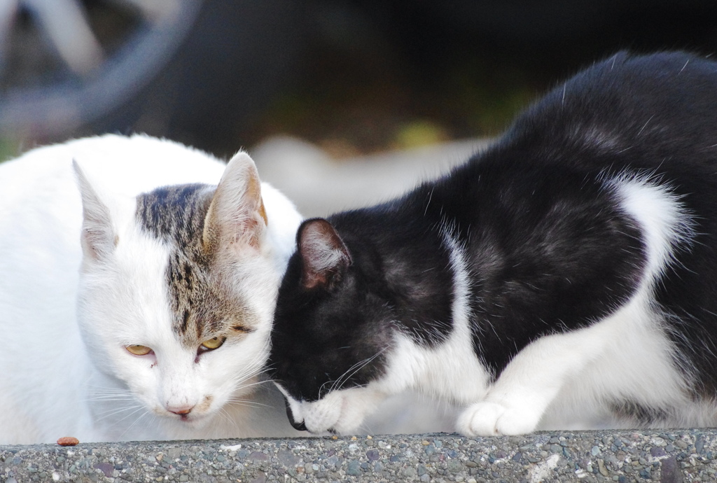 しろちゃんとくろちゃん