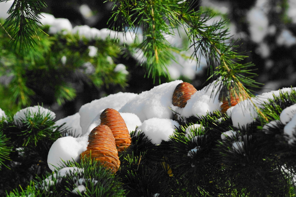 ヒマラヤ杉のマツボックリ