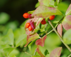 セイヨウマユミ