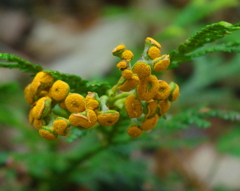 ｱｽﾅﾛﾋﾊﾞ