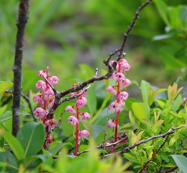 ベニバナイチヤクソウ