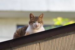 親子猫　1