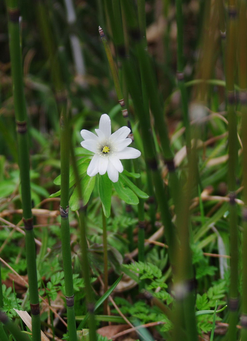 キクザキイチゲ