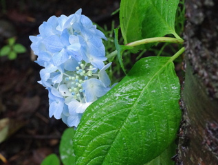紫陽花
