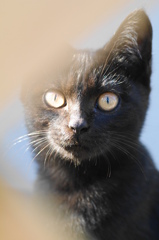 ねこ