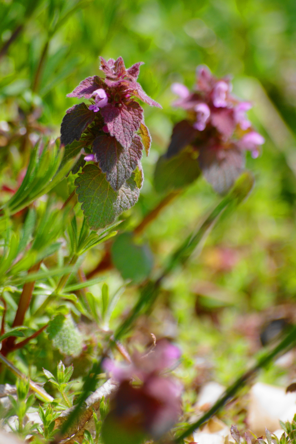 ヒメオドリコソウ