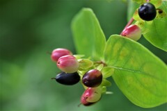 コボウズオトギリ